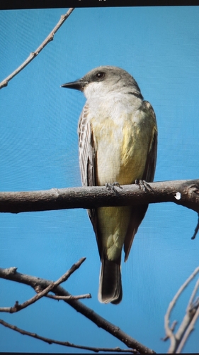 Western Kingbird