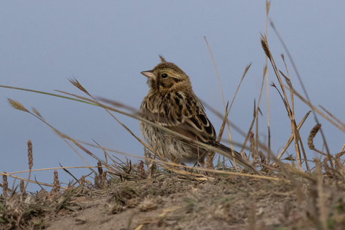 Savannah Sparrow
