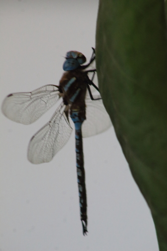 Blue-eyed Darner