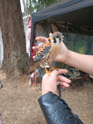 American Kestrel