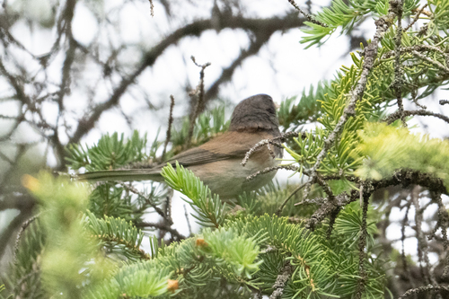 Dark-eyed Junco