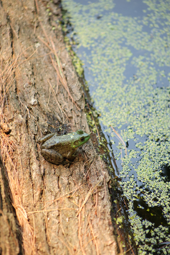 American Bullfrog