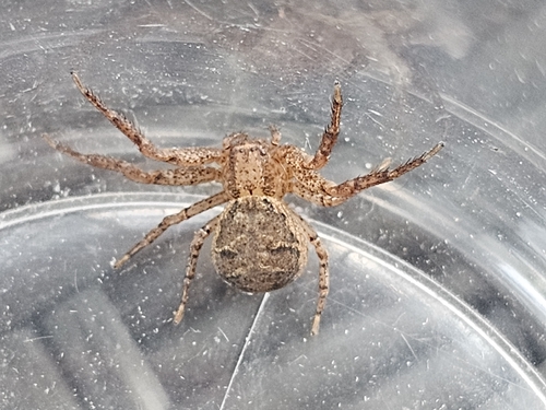 Tan crab spider