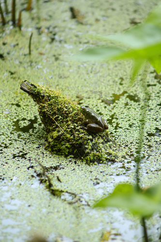 American Bullfrog