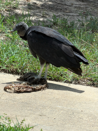 Black Vulture