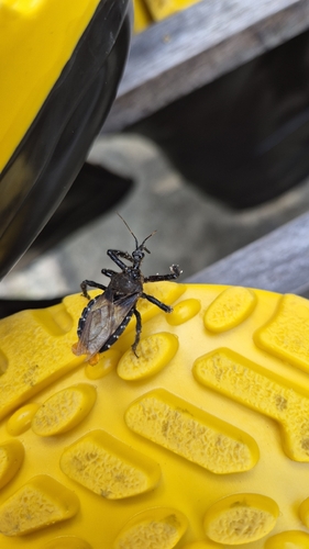 Apiomerus lanipes