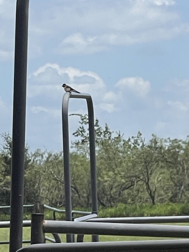 Loggerhead Shrike