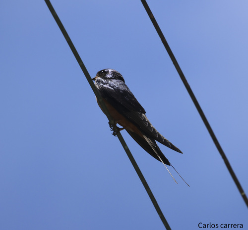 Golondrina Tijereta