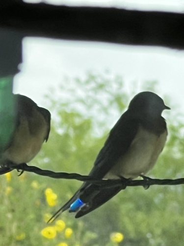 Barn Swallow