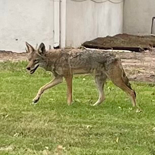 Coyote