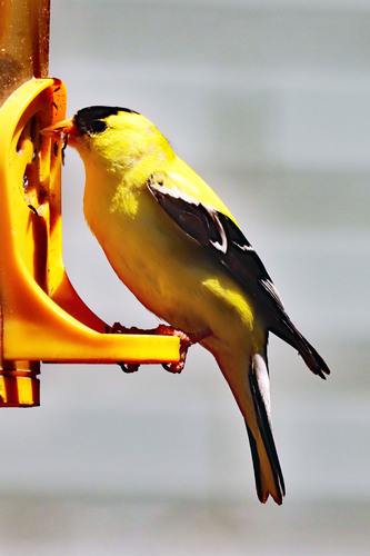 American Goldfinch