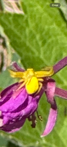 Goldenrod Crab Spider