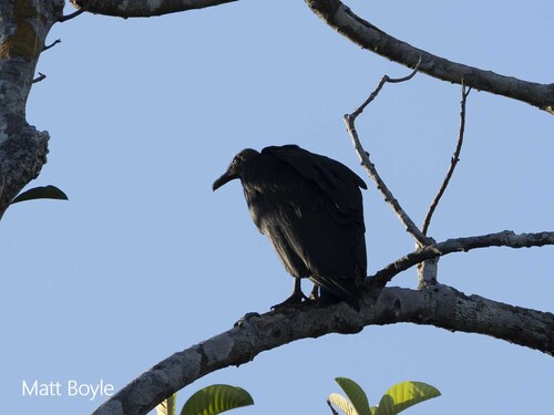 Black Vulture