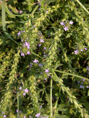 Bigbract Verbena