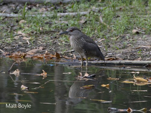 Black-crowned Night Heron
