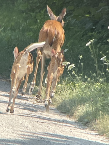 White-tailed Deer