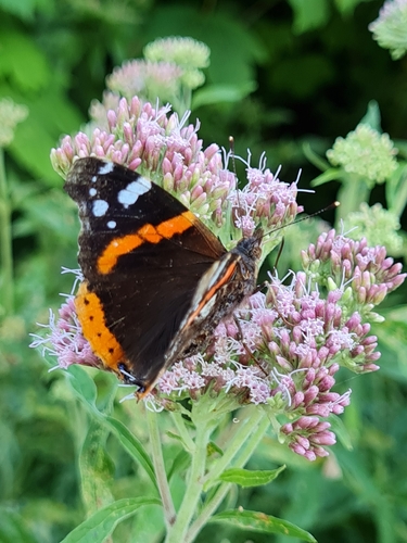 Red Admiral