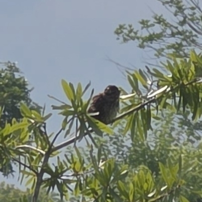 Song Sparrow