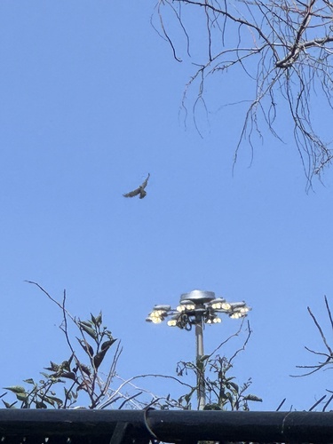 Red-tailed Hawk