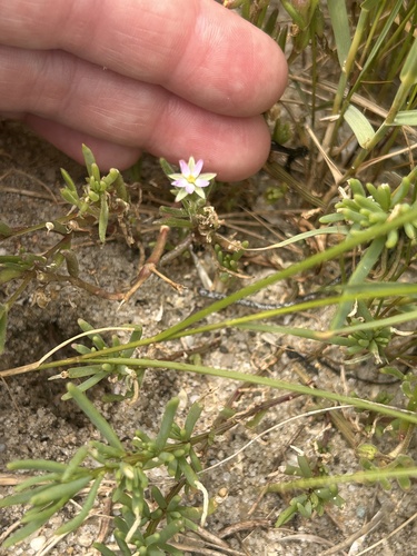 Saltmarsh Sand Spurry