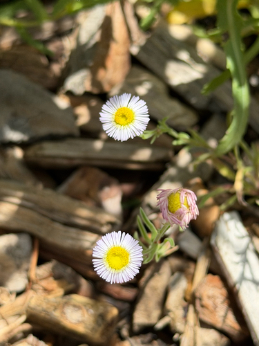 spreading fleabane