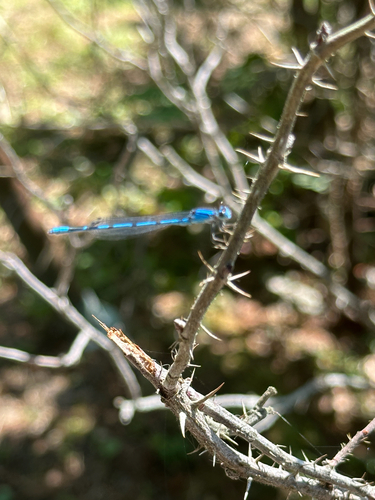 Familiar Bluet