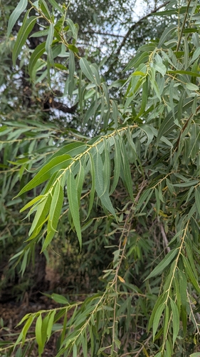 Goodding's willow