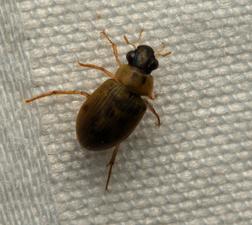 Berosus