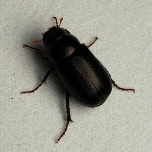 Diplotaxis tristis