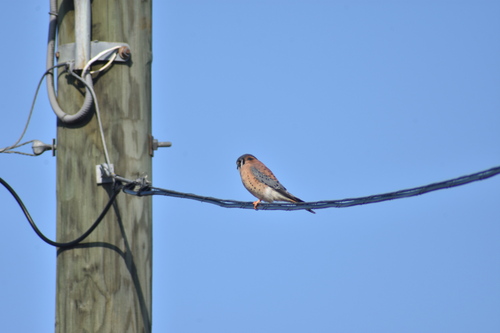 American Kestrel