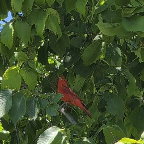 Summer Tanager