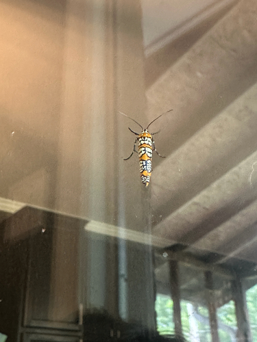 Ailanthus Webworm Moth