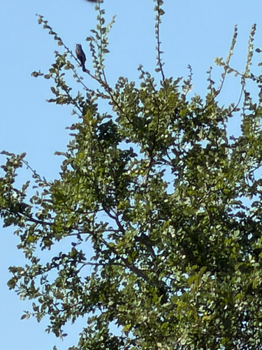 Blue Grosbeak