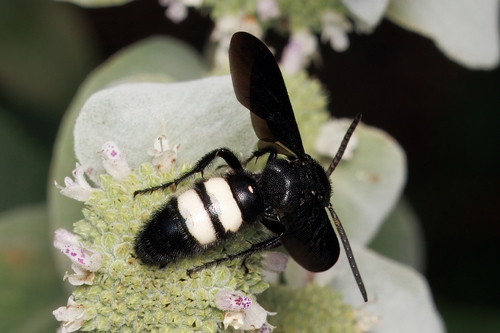 Double-banded Scoliid Wasp