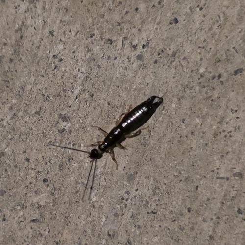 Ring-legged Earwig