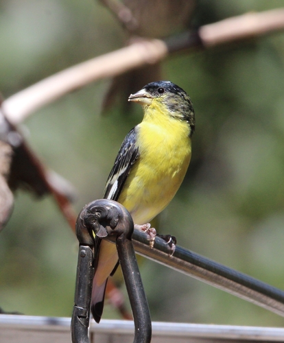 Lesser Goldfinch