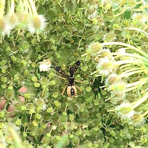Spiny Assassin Bug