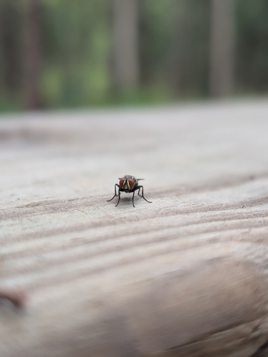 Common House Fly