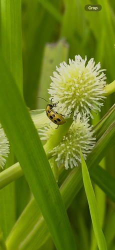 Spotted Cucumber Beetle