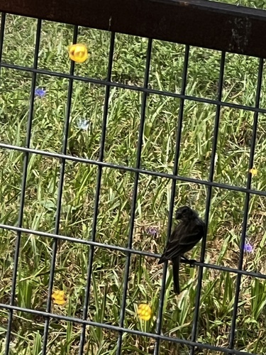 Pine Siskin