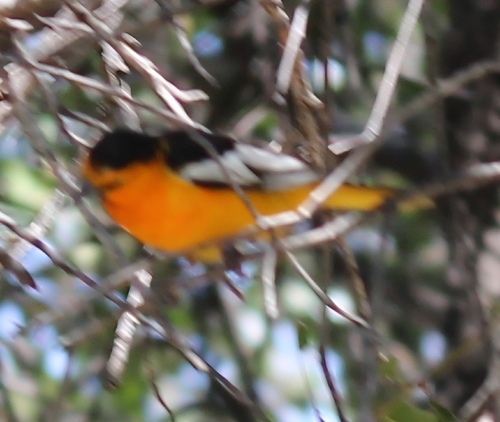Bullock's Oriole