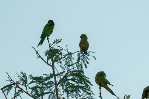 Olive-throated Parakeet