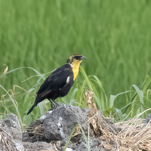 Yellow-headed Blackbirds