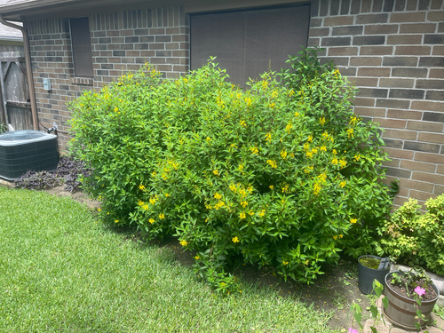 yellow trumpet flower