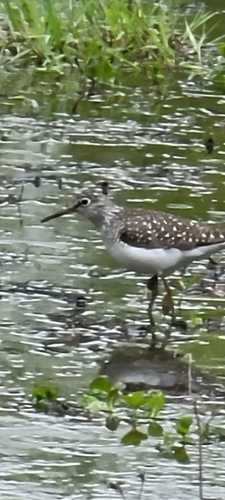 Solitary Sandpiper