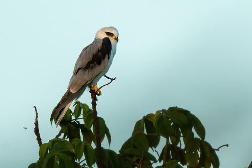 White-tailed Kite