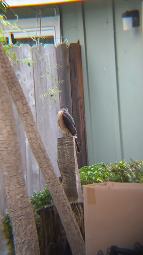 Cooper's Hawk