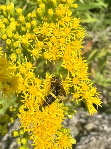 Hump-backed Beewolf