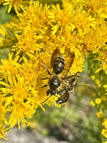 Nomad Bees
