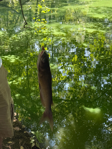 Channel Catfish